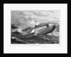 The rescue of the crew of the 'Cleopatra', at dawn in the Bay of Biscay by Unknown