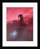 Horsehead Nebula (IC434) by Bill Snyder