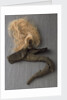 Nelson's pigtail by unknown