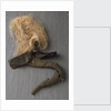 Nelson's pigtail by unknown