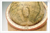 Cartouche in South Pacific Ocean by Jean Fortin