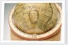 Cartouche in South Pacific Ocean by Jean Fortin
