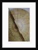 Meridian semi-circle by William Bardin