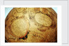 Cartouches in southern continent by Willem Jansz Blaeu