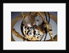 Winding wheels of celestial clockwork globe by Isaac Habrecht II
