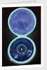 Magnetic dial, with case by Thomas Staight