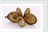 Astronomical compendium, all leaves by Humphrey Cole