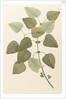 Eucalyptus alba by Alecto