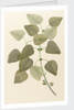 Eucalyptus alba by Alecto