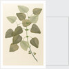 Eucalyptus alba by Alecto