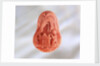 Cameo by Unknown