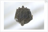 Brooch by unknown