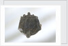 Brooch by unknown