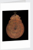 Astrolabe: dismounted obverse by unknown