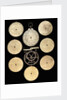 Astrolabe: dismounted reverse by unknown
