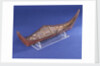Ethnographic boat model by Nancy Shanawdithit