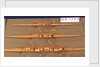 Full hull model, 2 oared single skull, port broadside by unknown