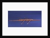 Full hull model, racing skiff, starboard broadside by unknown
