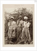 Slaves on a sugar plantation in Jamaica, West Indies by unknown