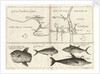 Chart of Gulf of Guinea, Africa by Gerard van Keulen