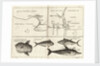 Chart of Gulf of Guinea, Africa by Gerard van Keulen