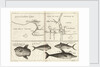 Chart of Gulf of Guinea, Africa by Gerard van Keulen