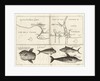 Chart of Gulf of Guinea, Africa by Gerard van Keulen
