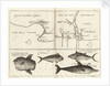 Chart of Gulf of Guinea, Africa by Gerard van Keulen