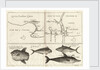 Chart of Gulf of Guinea, Africa by Gerard van Keulen