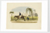 Barbados by British School