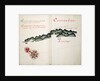 Coronados by William Hack