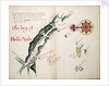 The Bay of Pueblo Nueba by William Hack