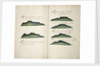 Views of Silla de Paita and Punta Aguja by William Hack