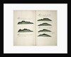 Views of Silla de Paita and Punta Aguja by William Hack