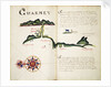 Guarmey by William Hack