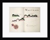 Nastras, South American Pacific coast by William Hack