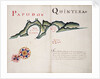 Papudo [and] Quintera by William Hack