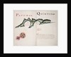 Papudo [and] Quintera by William Hack