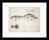 English Gulf, South American Pacific Coast by William Hack