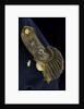 Royal Naval uniform: pattern 1795 by unknown