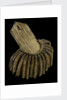 Royal Naval uniform: pattern 1795-1812 by unknown