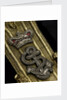 Royal Naval uniform: pattern 1812 by unknown