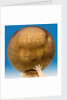 Celestial table globe by unknown