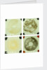 Four double squares of glass by unknown