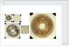 Five double plates of square glass of various sizes by unknown