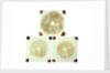 Three sealed microscope slides of an unidentified vegetable by unknown