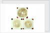 Three sealed microscope slides of an unidentified vegetable by unknown