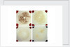 Four microscope slides showing an object similar to those marked AST103950 by unknown