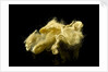 Two skeins of raw silk in an envelope by unknown