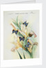 Front cover of Union Castle Line menu, depicting Rhodesian butterflies and moths by unknown